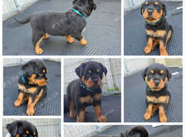 Beautiful rottweiler pups