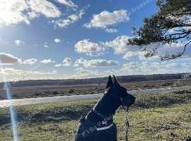 *rehomed* 3 Year Old Female Dobie To Good Home in Romsey on Freeads