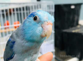 Beautiful baby parrotlet