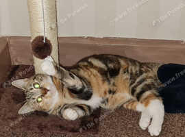 Female indoor tabby kitten (please read description)