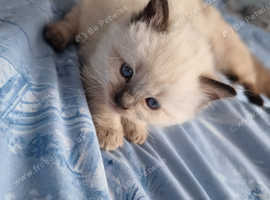 fluffy little ragdolls