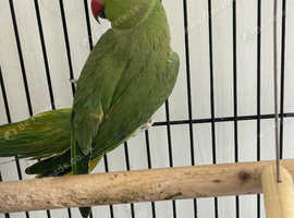 Beautiful talking ringneck
