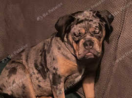 Merle old English bulldog