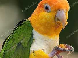 Baby yellow head Caique Glasgow