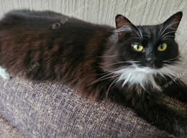Free to good home 8 year old female cat
