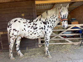 Appaloosa spotty / pony gelding 4yrs 15hh