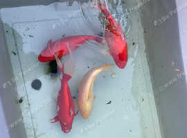 Pond Goldfish