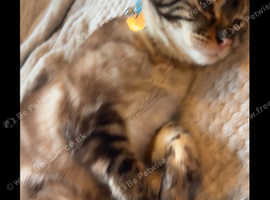 bengal