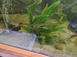 Rope fish