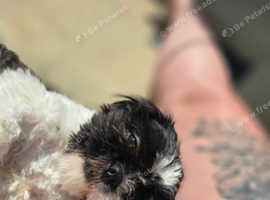 Imperial shih tzu 11 months old