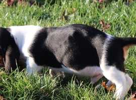Stunning Pedigree and Kc reg Basset Hound Puppies For Sale.