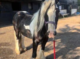 13/13.1hh Project mare