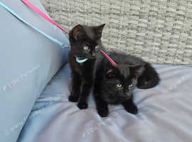2 Gorgoeus Little Female Kittens.