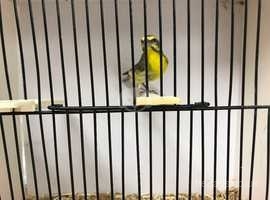 2023 Bred Bird For Sale