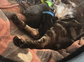 3 kittens available