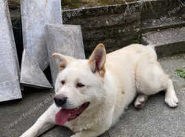 Female Akita For Sale in Bradford BD9 on Freeads Classifieds - Akitas