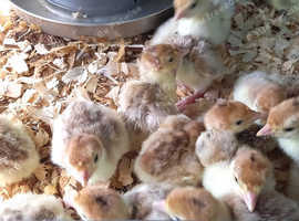 Turkey Poults Bourbon Reds and Norfolk Bronze