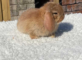 Pure bred mini lop baby rabbit .