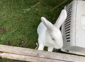 California/New Zealand Cross Buck White Rabbit