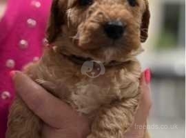 Miniature labradoodle puppies for sale sales near me