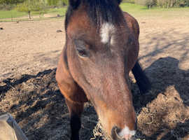 Family 3 year old pony