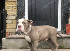English bulldog boy for sale