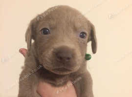 2 GORGEOUS BLUE EYED AMERICAN LABRADORS