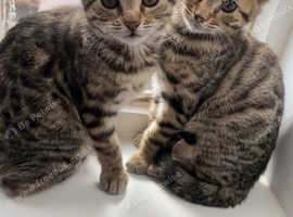 Bengal cat and 2 mixed kittens