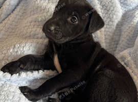 Mixed breed-German wirehaired pointer x lurcher-bully