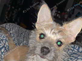 Chihuahua X Irish Terrier little boy