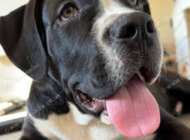 Gorgeous male puppy for sale
