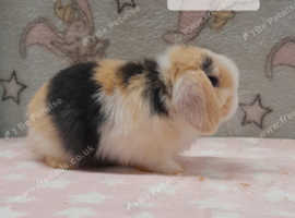 Gorgeous mini lops