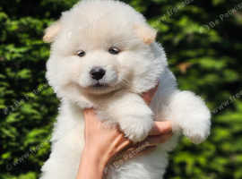 Adorable Samoyed mix puppies