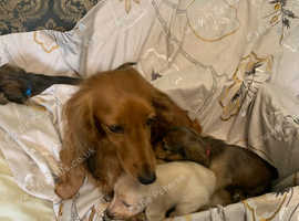 Gorgeous litter Longhaired KC reg Dachshund puppies