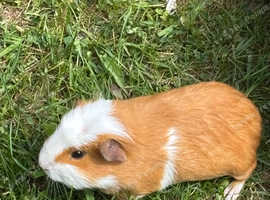 Baby guinea pigs ready now
