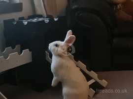 5 month female rabbit (adoption)
