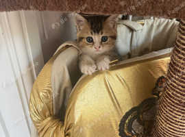 Beautiful BSH 2famale cats