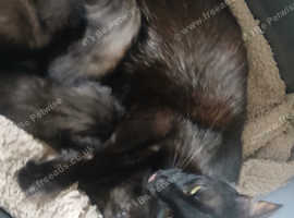 Kittens ready to leave 14th June