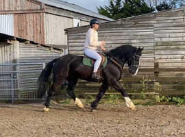 Quality 15.2 6 year old gelding