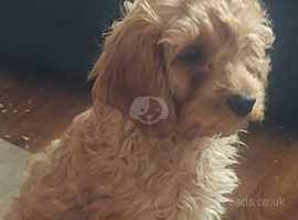 Beautiful f1 cavapoo pups fully health tested