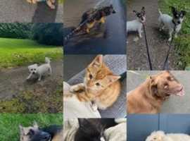 Pawsome Pet Care