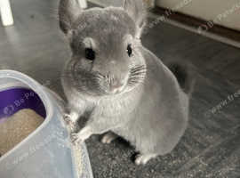 Chinchilla Boys