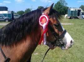 Wanted first Ridden pony