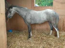 Registered Welsh Section A 2 year old grey filly