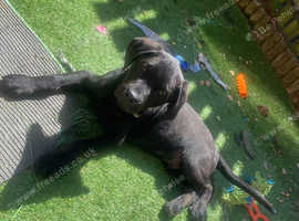 Lab x rottie