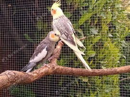 Pair of Cockatiels 1 pied female 1 grey male