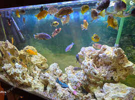 Cichlids