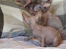 Sphynx kittens