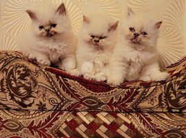 Beautiful pursion French kittens 2 boy 1 girl