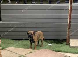 Border terrier puppies